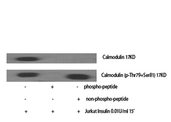 Calmodulin (phospho Thr80/S82) rabbit pAb Antibody