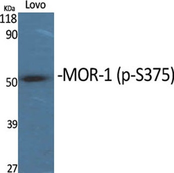 MOR-1 (phospho Ser375) rabbit pAb Antibody