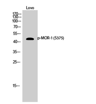 MOR-1 (phospho Ser375) rabbit pAb Antibody