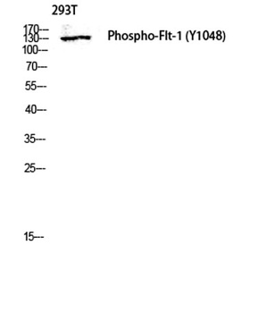 Flt-1 (phospho Tyr1048) rabbit pAb Antibody