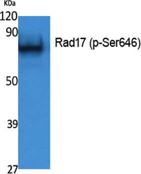 Rad17 (phospho Ser646) rabbit pAb Antibody