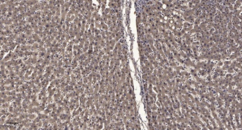 Rad17 (phospho Ser646) rabbit pAb Antibody