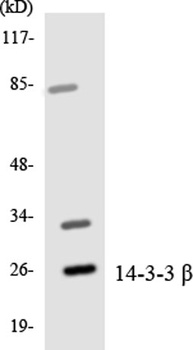 14-3-3 β rabbit pAb Antibody