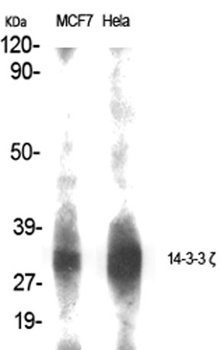 14-3-3 ζ rabbit pAb Antibody