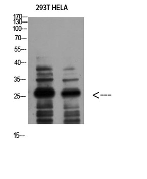 14-3-3 ζ rabbit pAb Antibody