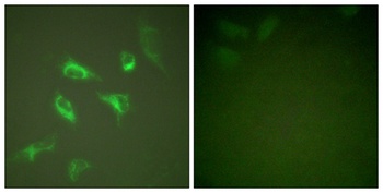 14-3-3 ζ rabbit pAb Antibody