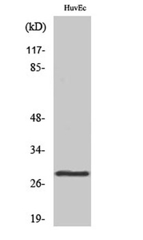 14-3-3 θ rabbit pAb Antibody