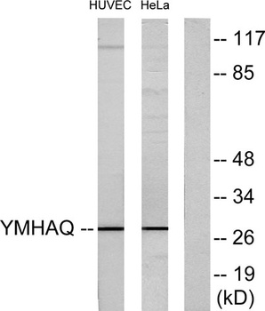 14-3-3 θ rabbit pAb Antibody