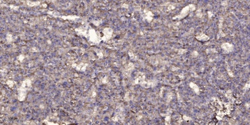 14-3-3 θ rabbit pAb Antibody