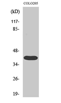 3pK rabbit pAb Antibody