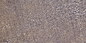 53BP1 rabbit pAb Antibody