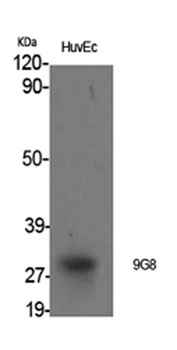 9G8 rabbit pAb Antibody