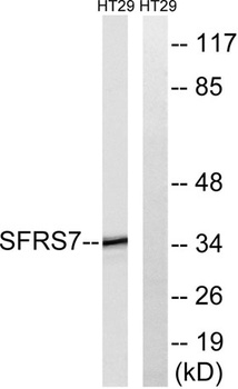 9G8 rabbit pAb Antibody