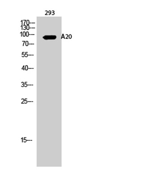 A20 rabbit pAb Antibody