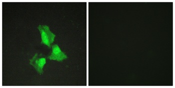 A20 rabbit pAb Antibody