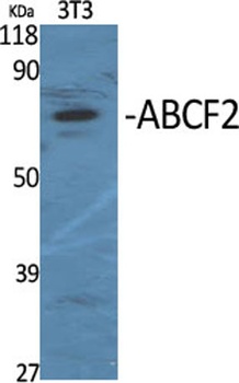 ABCF2 rabbit pAb Antibody