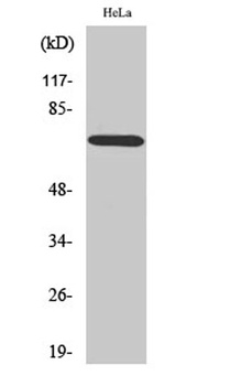 ABCF2 rabbit pAb Antibody