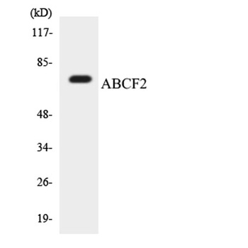 ABCF2 rabbit pAb Antibody