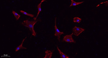 ABCG2 rabbit pAb Antibody