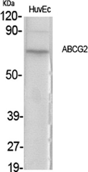 ABCG2 rabbit pAb Antibody
