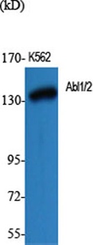 Abl1/2 rabbit pAb Antibody