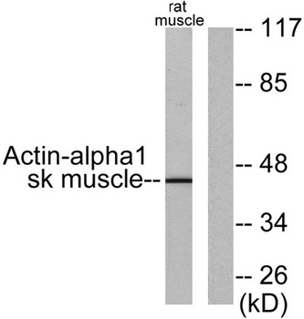 Actin α1 rabbit pAb