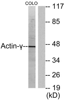 Actin α3 rabbit pAb