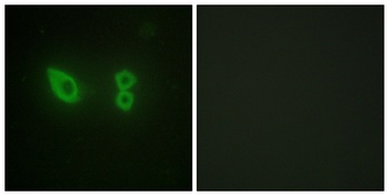 Actinin-α2/3 rabbit pAb