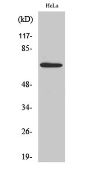 AIFL rabbit pAb Antibody