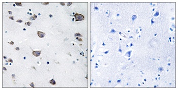AIFL rabbit pAb Antibody