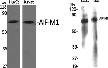 AIF-M1 rabbit pAb Antibody