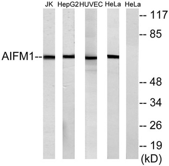 AIF-M1 rabbit pAb Antibody