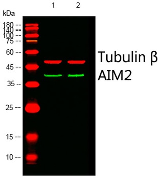 AIM2 rabbit pAb Antibody