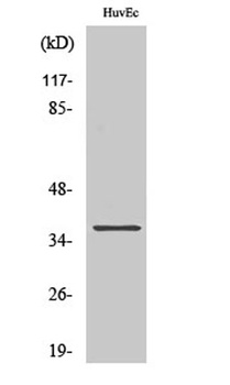 Aldose Reductase rabbit pAb Antibody