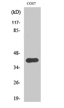 AMID rabbit pAb Antibody