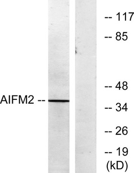 AMID rabbit pAb Antibody