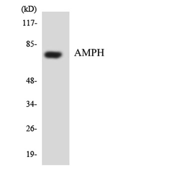 Amphiphysin I rabbit pAb Antibody