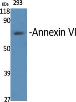 Annexin VI rabbit pAb