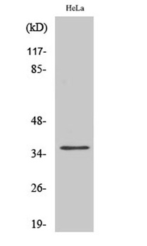 Annexin X rabbit pAb Antibody