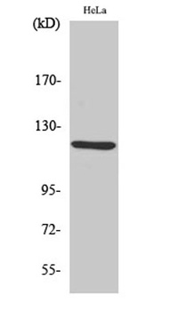 AOX1 rabbit pAb Antibody