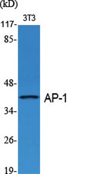 AP-1/Jun D rabbit pAb Antibody