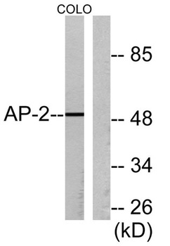 AP-2α/β rabbit pAb