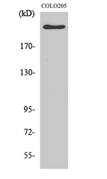 APC rabbit pAb Antibody