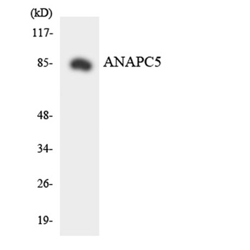 APC5 rabbit pAb Antibody