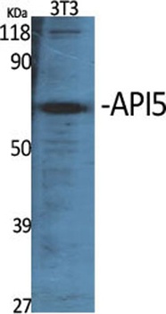 API5 rabbit pAb Antibody