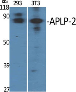 APLP-2 rabbit pAb Antibody