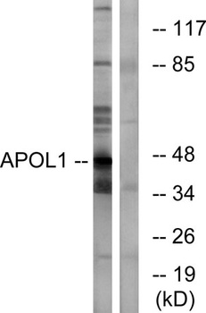 ApoL1 rabbit pAb Antibody