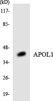 ApoL1 rabbit pAb Antibody