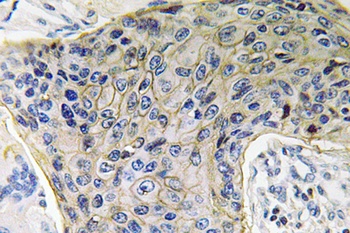 AQP4 rabbit pAb Antibody