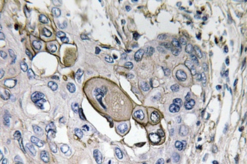 AQP5 rabbit pAb Antibody